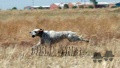 Setter Anglais LIDER DE PLAYABARRI dit LEADER Setter Anglais LIDER DE PLAYABARRI dit LEADER